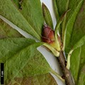 SpeciesSub: subsp. japonicum